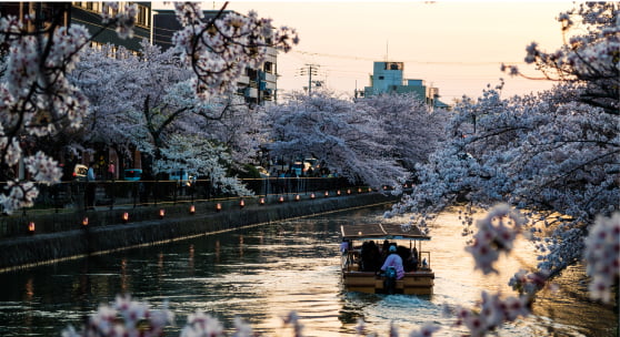 川を挟んで桜並木が満開の写真